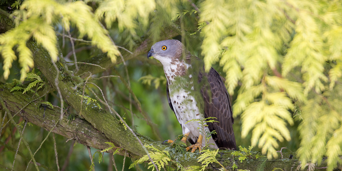 Le grand vol des rapaces